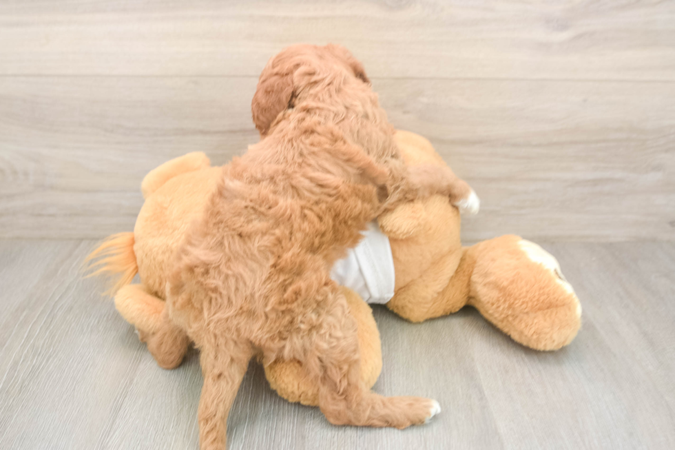 Mini Goldendoodle Pup Being Cute