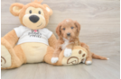 Sweet Mini Goldendoodle Baby