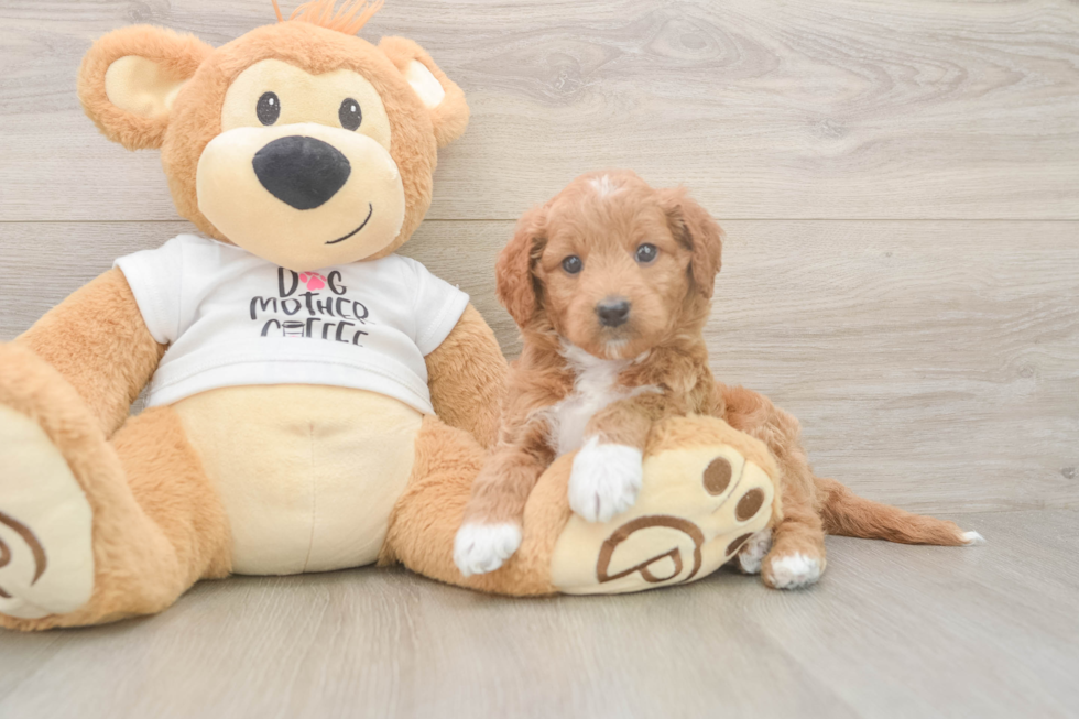 Sweet Mini Goldendoodle Baby