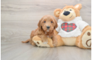Energetic Golden Doodle Poodle Mix Puppy