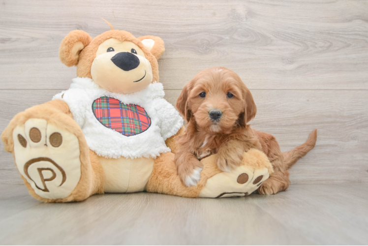 Mini Goldendoodle Puppy for Adoption