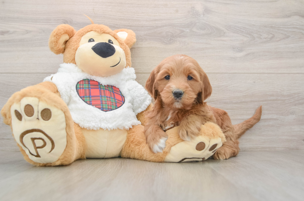 5 week old Mini Goldendoodle Puppy For Sale - Premier Pups
