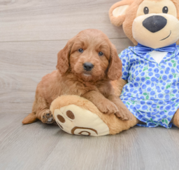 7 week old Mini Goldendoodle Puppy For Sale - Premier Pups