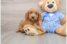 Happy Mini Goldendoodle Baby