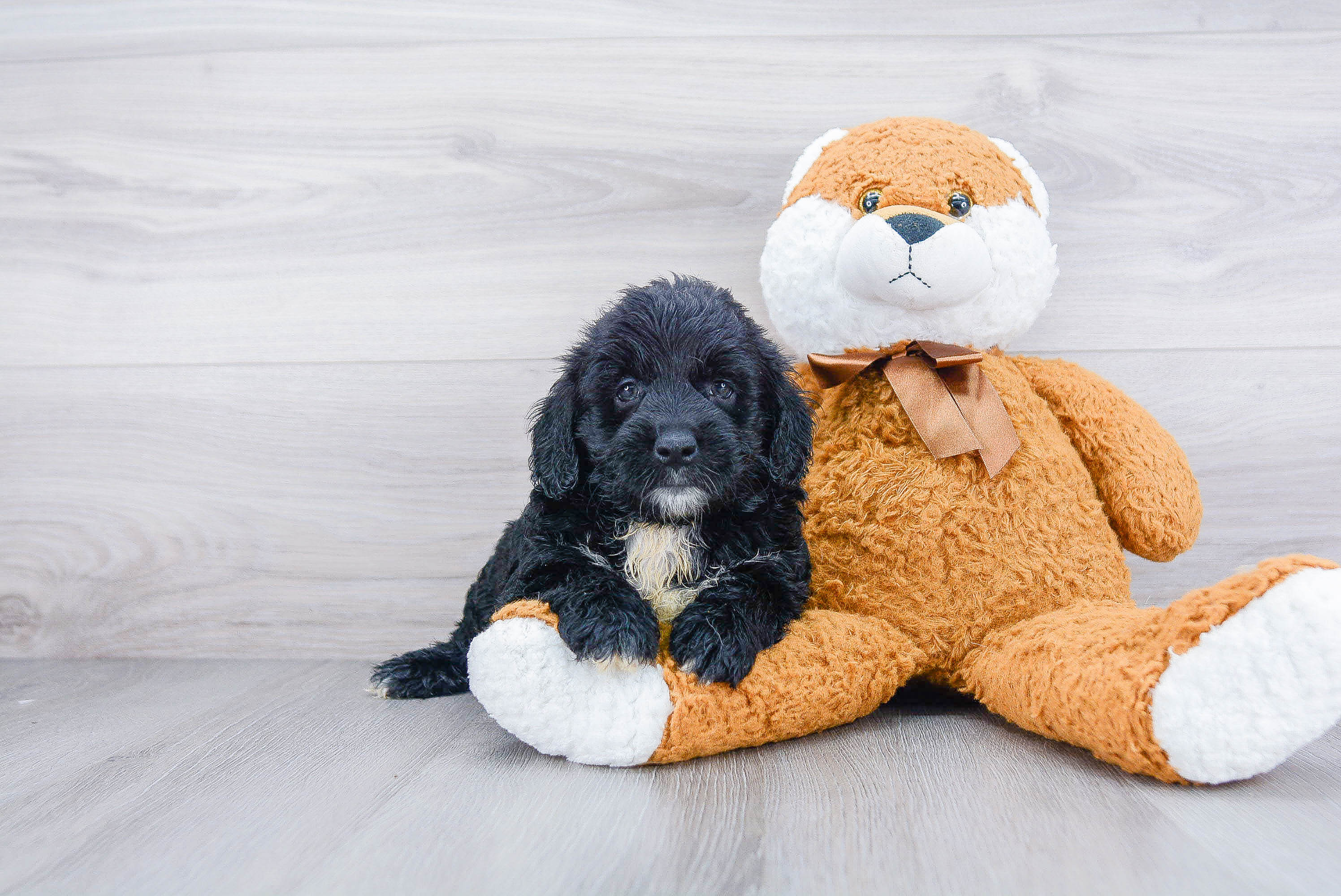 Little Golden Retriever Poodle Mix Puppy