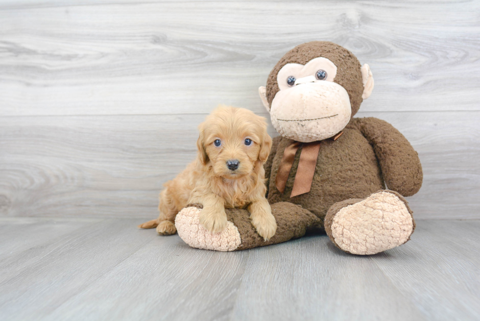 Little Golden Retriever Poodle Mix Puppy