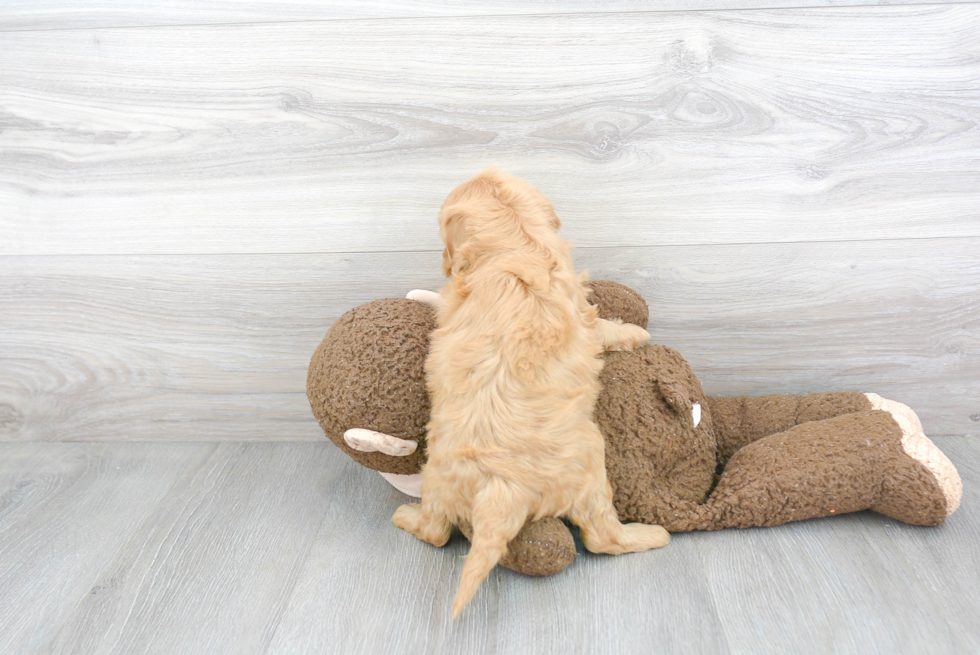 Adorable Golden Retriever Poodle Mix Puppy