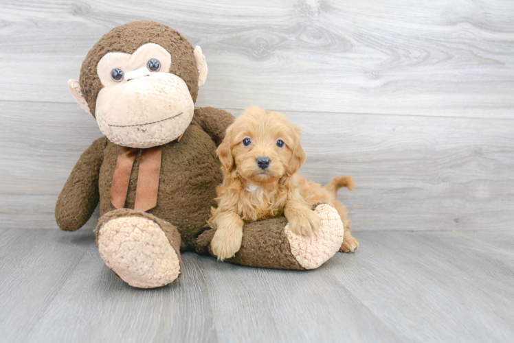 Small Mini Goldendoodle Baby