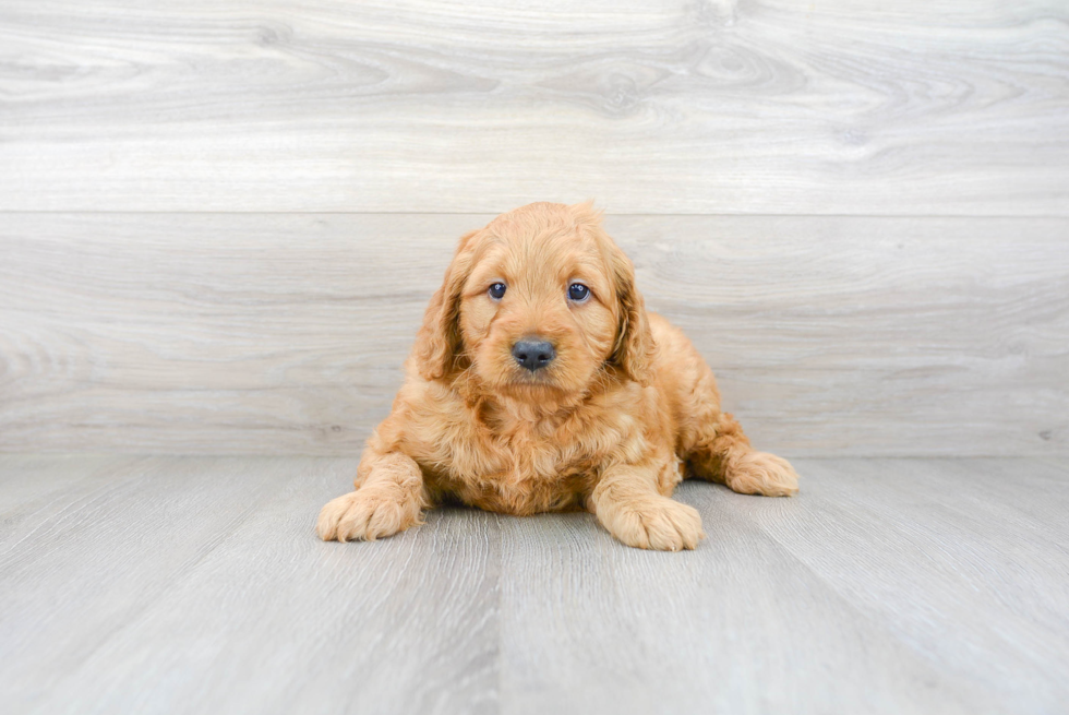 Small Mini Goldendoodle Baby