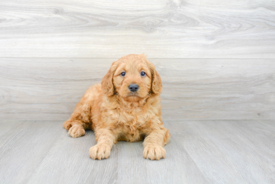 Best Mini Goldendoodle Baby