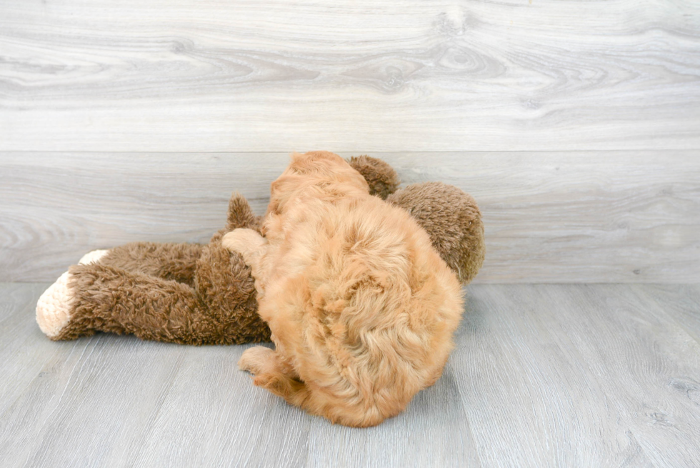 Friendly Mini Goldendoodle Baby