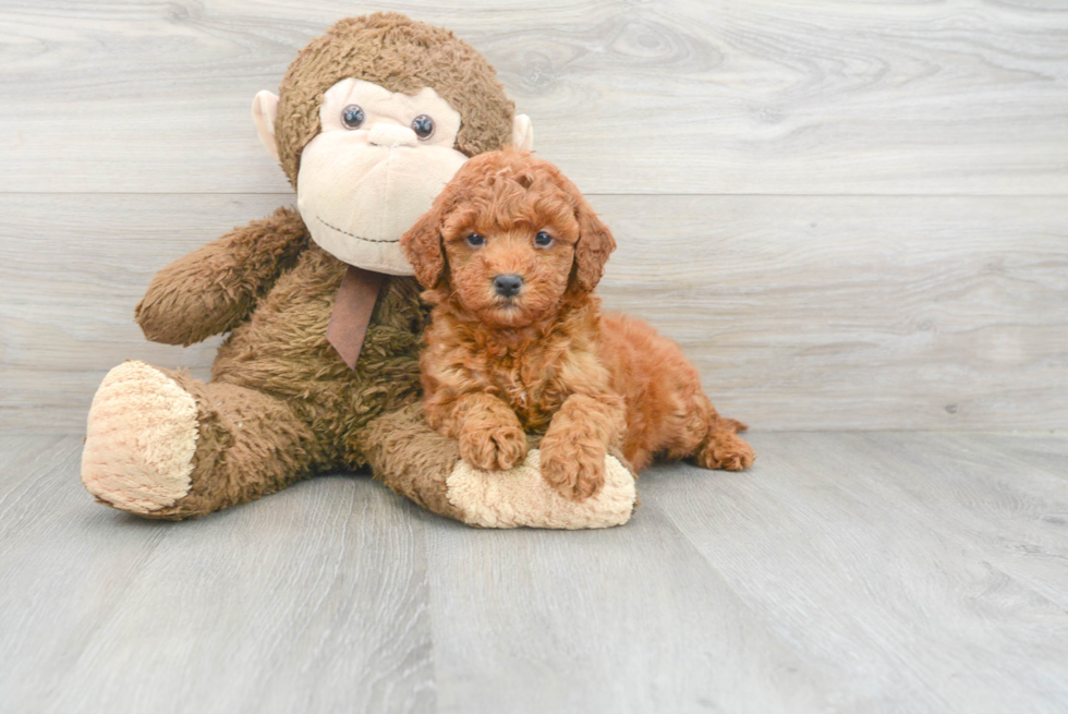 Best Mini Goldendoodle Baby