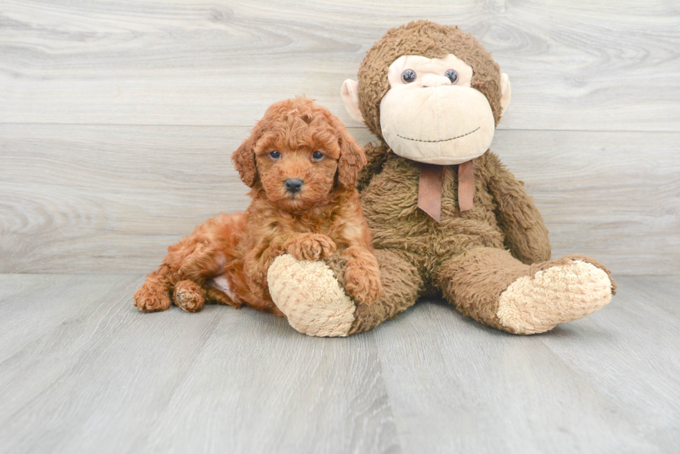 Little Golden Retriever Poodle Mix Puppy