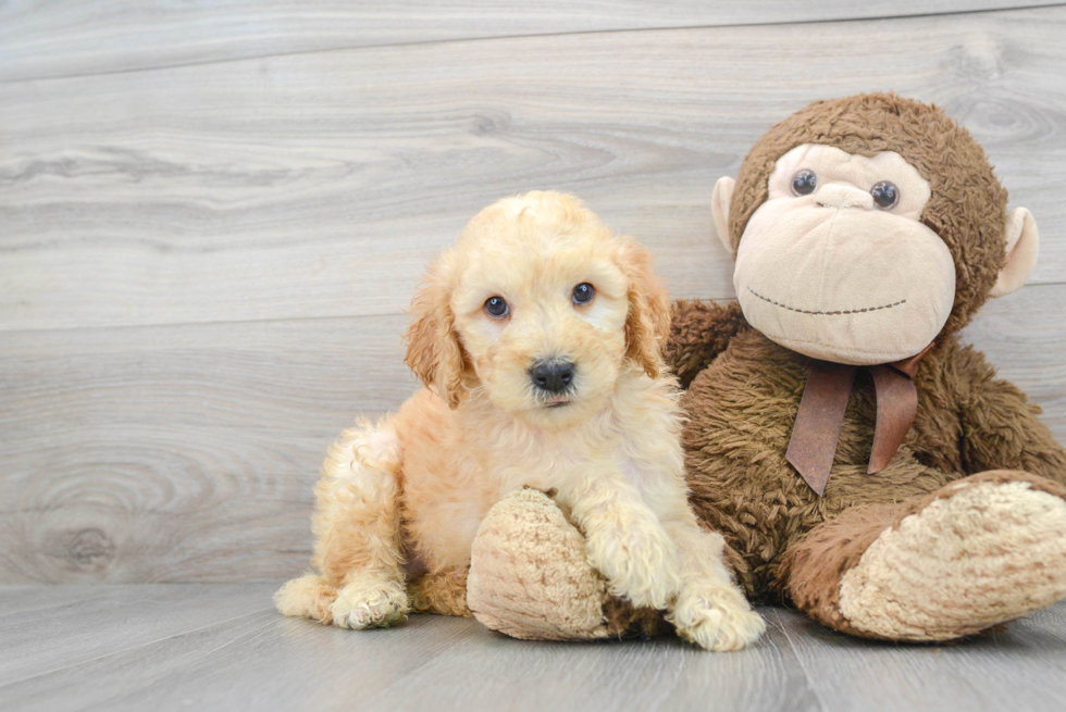 Mini Goldendoodle Puppy for Adoption