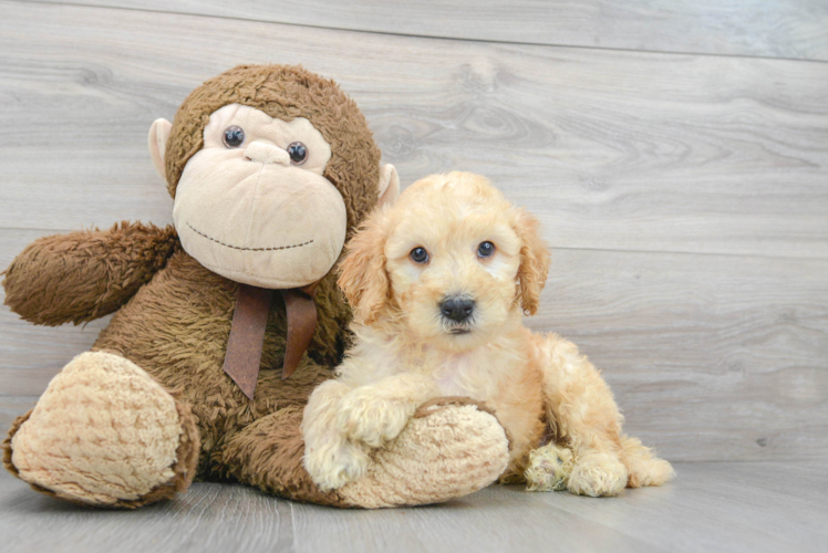 Smart Mini Goldendoodle Poodle Mix Pup