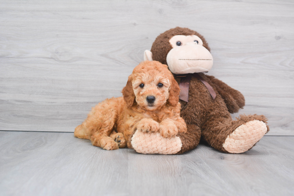 Popular Mini Goldendoodle Poodle Mix Pup