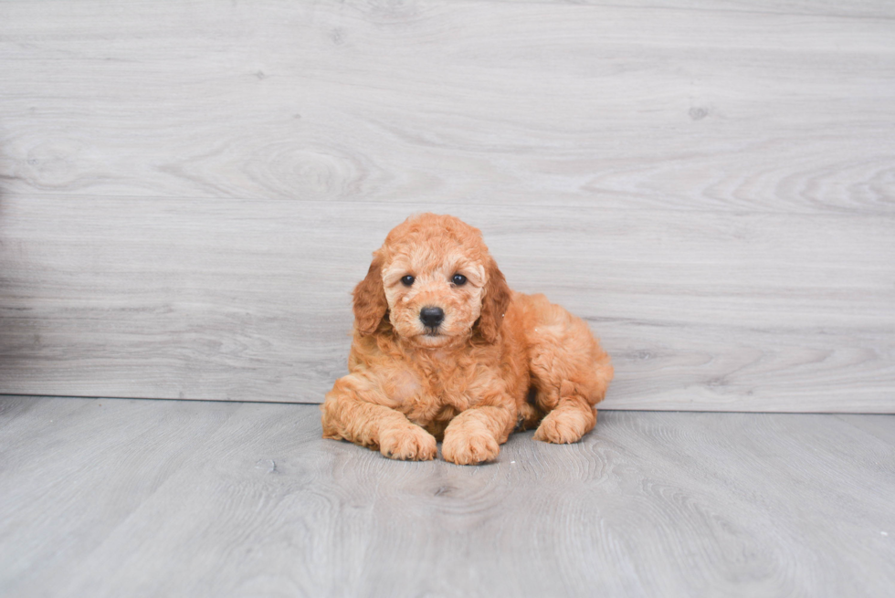 Mini Goldendoodle Pup Being Cute