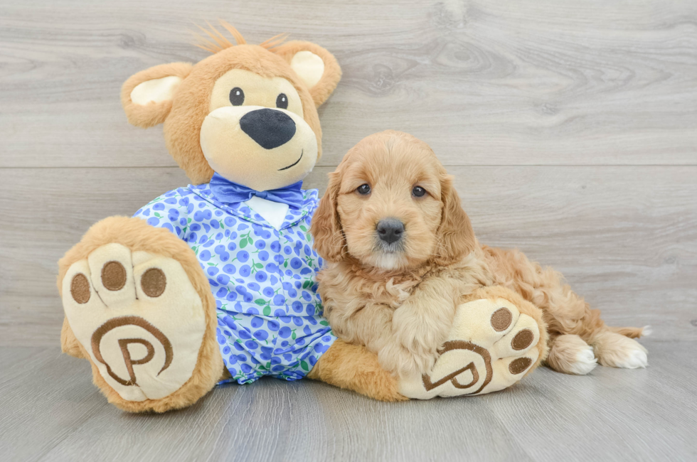 5 week old Mini Goldendoodle Puppy For Sale - Premier Pups