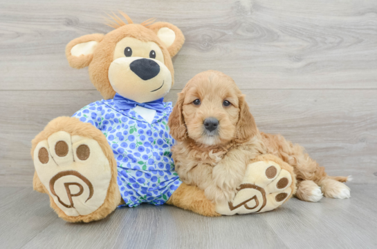 Best Mini Goldendoodle Baby