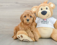 7 week old Mini Goldendoodle Puppy For Sale - Premier Pups