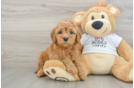 Mini Goldendoodle Puppy for Adoption
