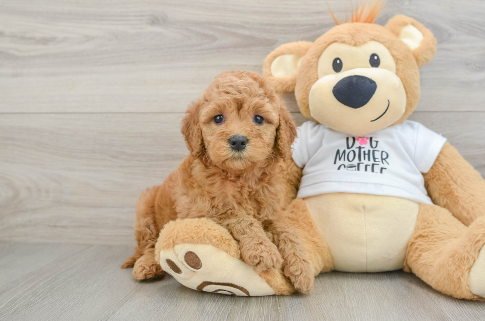 5 week old Mini Goldendoodle Puppy For Sale - Premier Pups