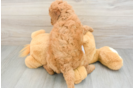 Happy Mini Goldendoodle Baby