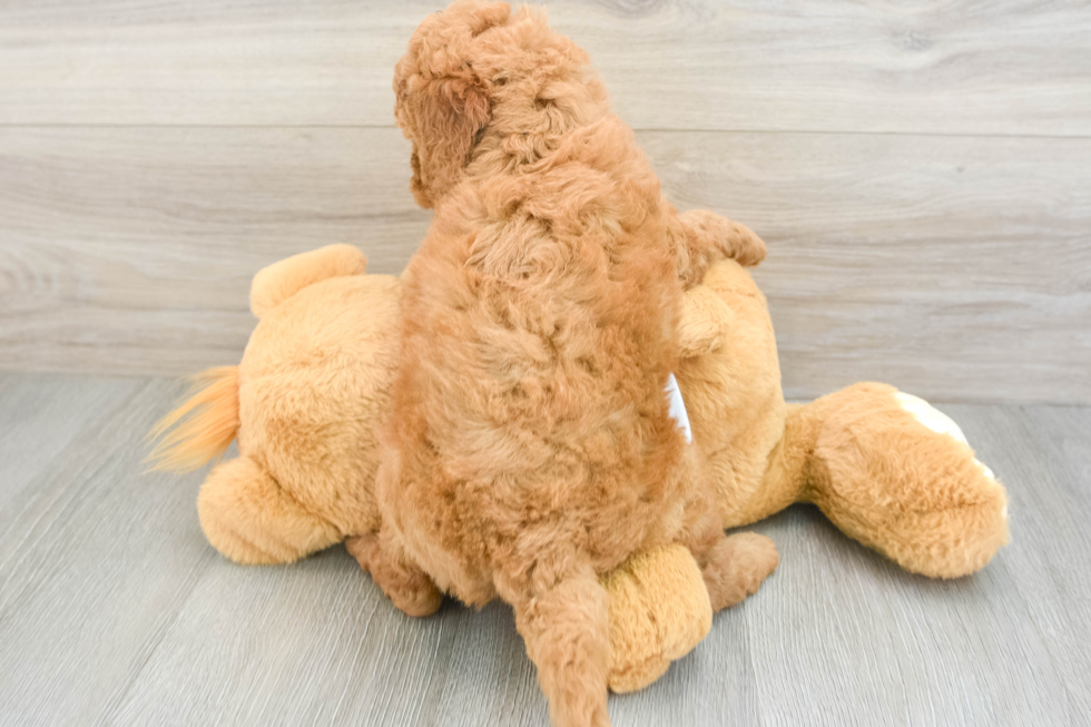 Happy Mini Goldendoodle Baby