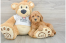 Small Mini Goldendoodle Baby