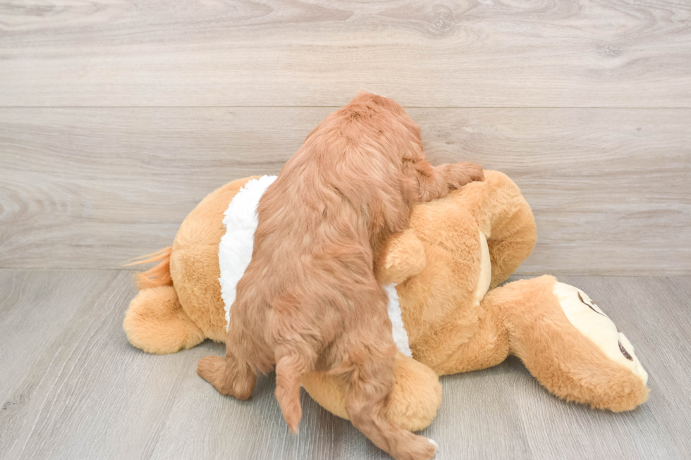 Mini Goldendoodle Pup Being Cute