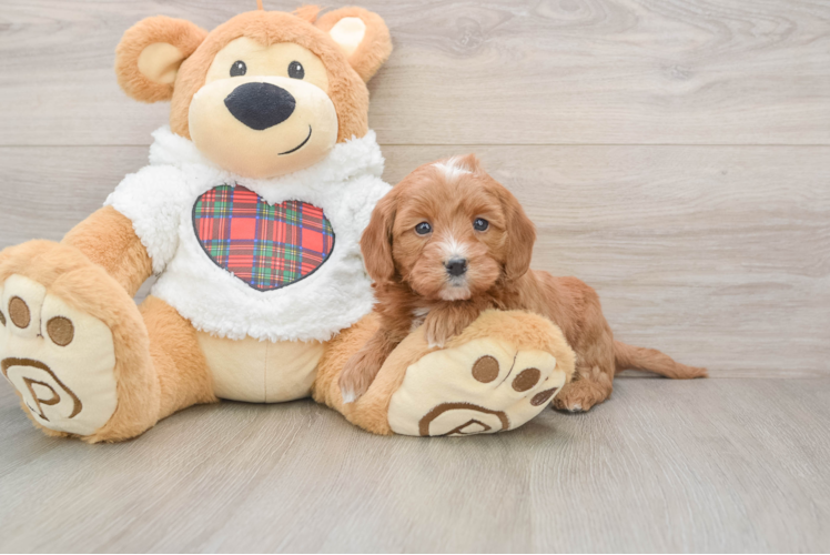 Sweet Mini Goldendoodle Baby