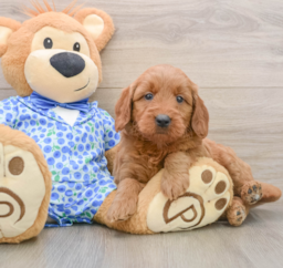 7 week old Mini Goldendoodle Puppy For Sale - Premier Pups
