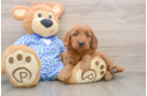 Mini Goldendoodle Puppy for Adoption