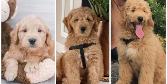 How Long Do Mini Goldendoodles Live? Life Expectancy & Key Factors 