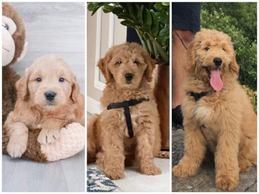 Mini Goldendoodle Lifespan: Explore Expert Tips For A Longer Life 