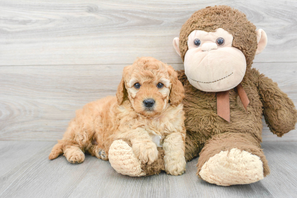 Adorable Golden Retriever Poodle Mix Puppy