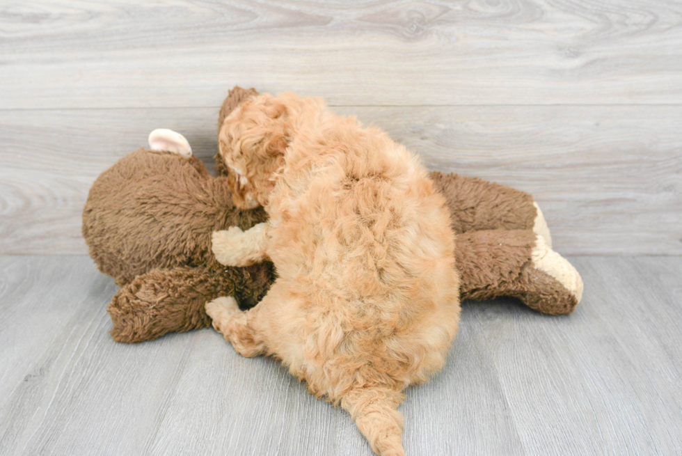 Playful Golden Retriever Poodle Mix Puppy