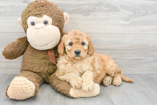 Small Mini Goldendoodle Baby