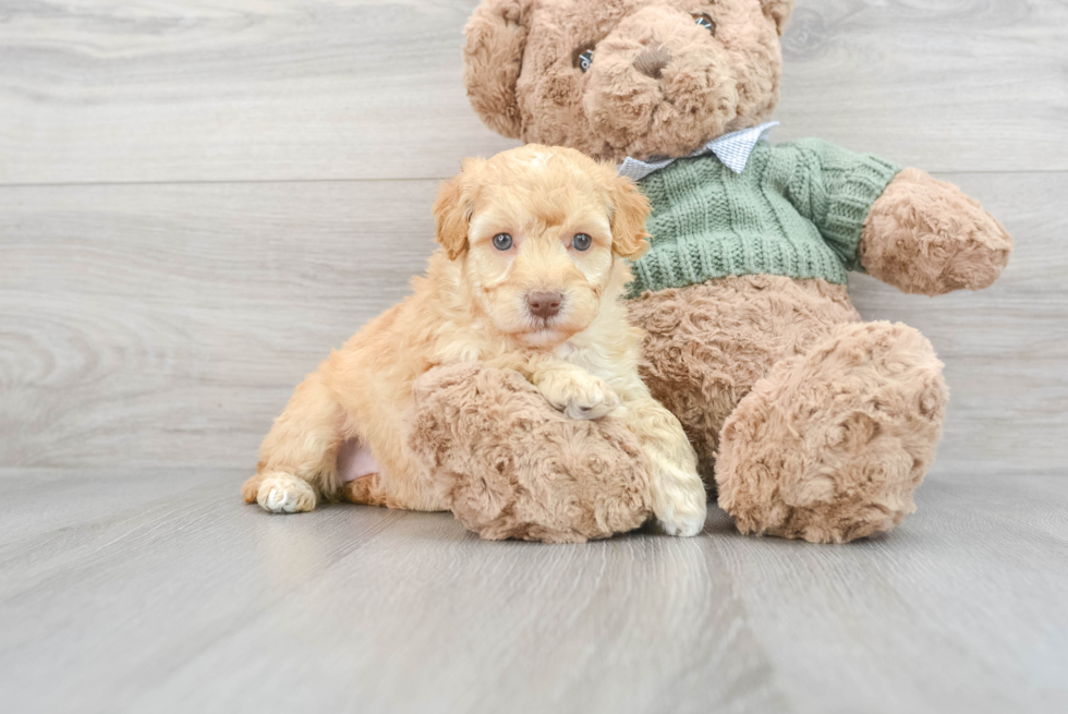 Best Mini Goldendoodle Baby