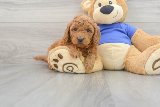 Energetic Golden Retriever Poodle Mix Puppy