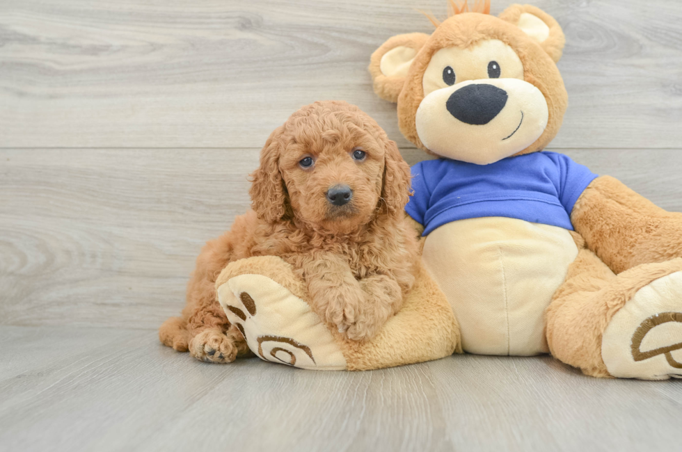 6 week old Mini Goldendoodle Puppy For Sale - Premier Pups