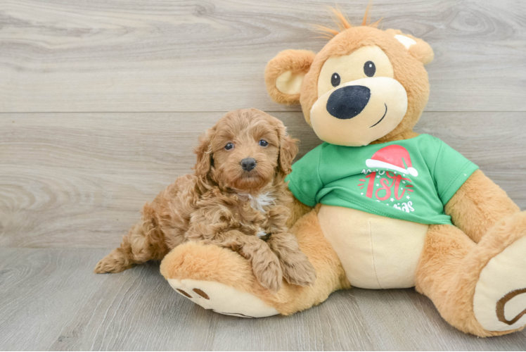 Mini Goldendoodle Puppy for Adoption