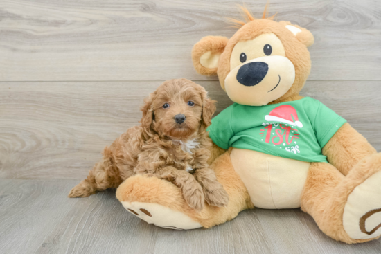 Mini Goldendoodle Puppy for Adoption