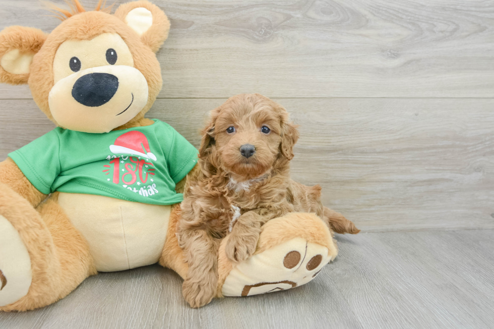 Best Mini Goldendoodle Baby