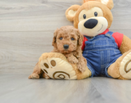 6 week old Mini Goldendoodle Puppy For Sale - Premier Pups