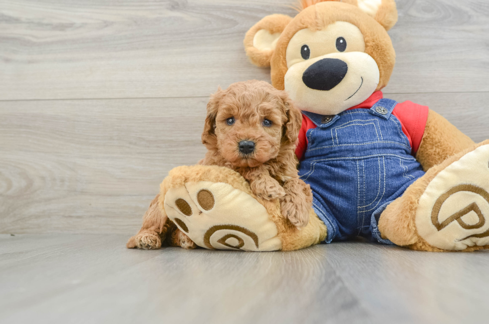 6 week old Mini Goldendoodle Puppy For Sale - Premier Pups