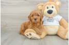 Best Mini Goldendoodle Baby