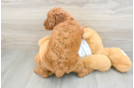 Adorable Golden Retriever Poodle Mix Poodle Mix Puppy