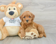 7 week old Mini Goldendoodle Puppy For Sale - Premier Pups
