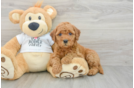 Popular Mini Goldendoodle Poodle Mix Pup